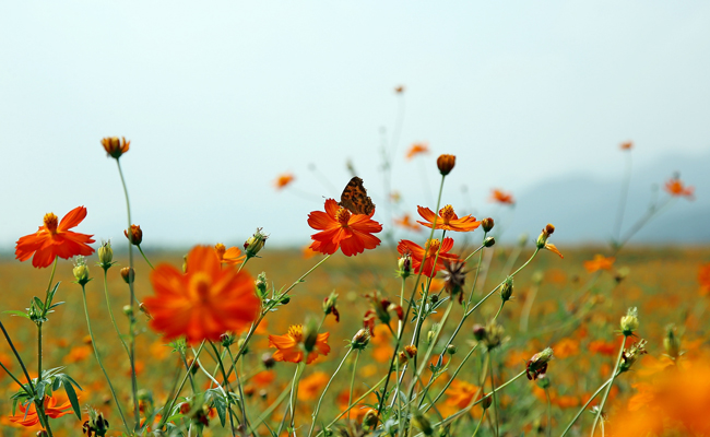 분황사 황화코스모스단지 전경