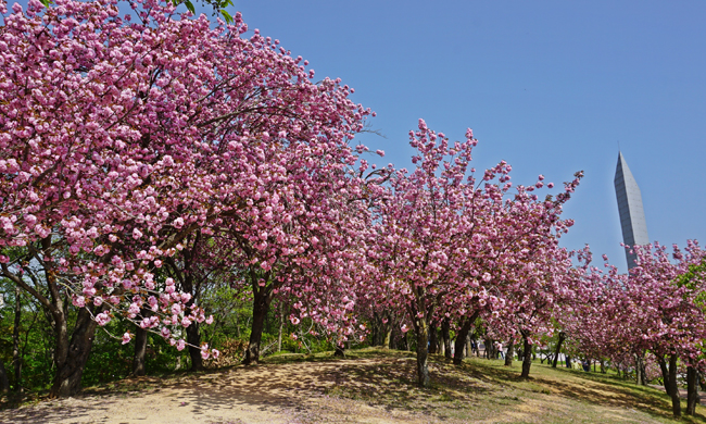 보문호반길 겹벚꽃 풍경 1