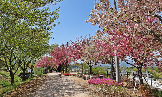 숲머리뚝방길 겹벚꽃 풍경 2