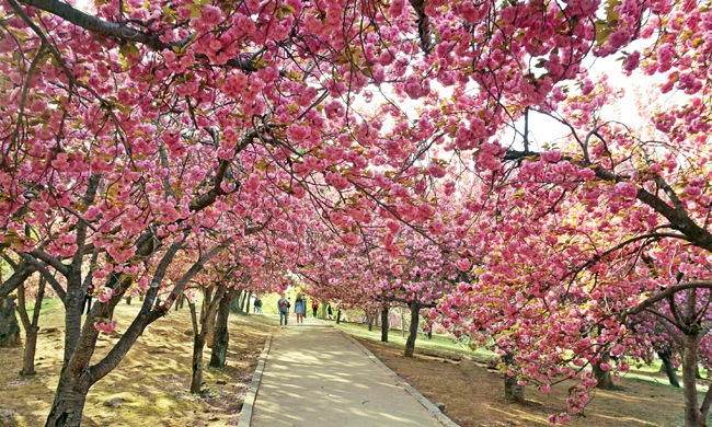 불국사 겹벚나무 풍경