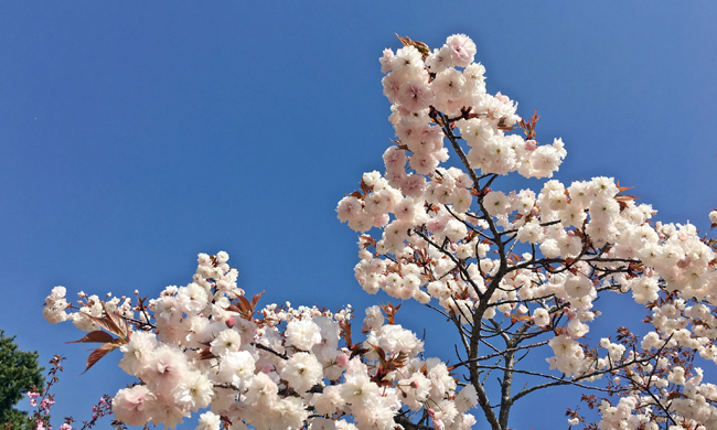보문호반길의 겹벚나무