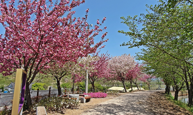 숲머리 뚝방길 겹벚나무 전경