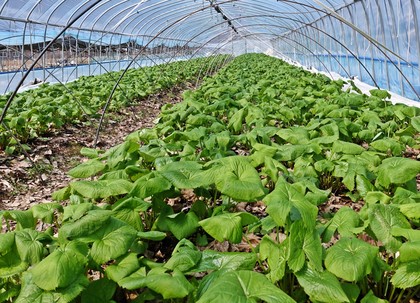 산내 곤달비 농장 