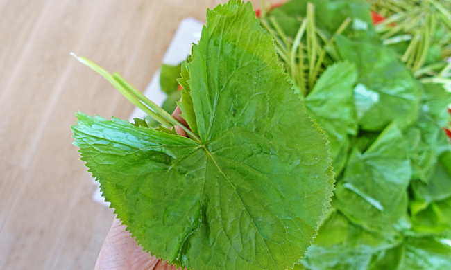 경주 산내 곤달비 근접 사진