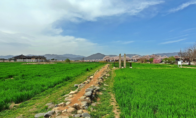 황룡사지 청보리밭 전경 2