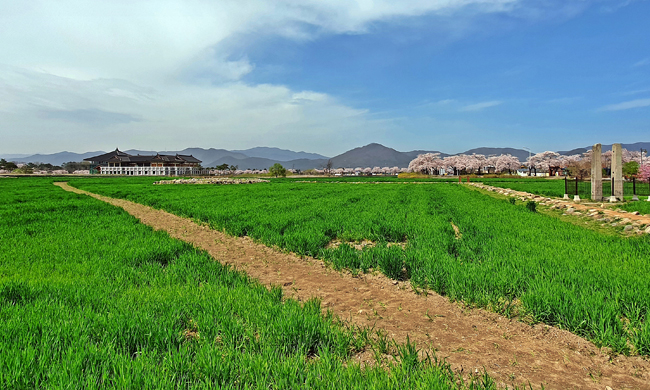 황룡사지 청보리밭 전경 3