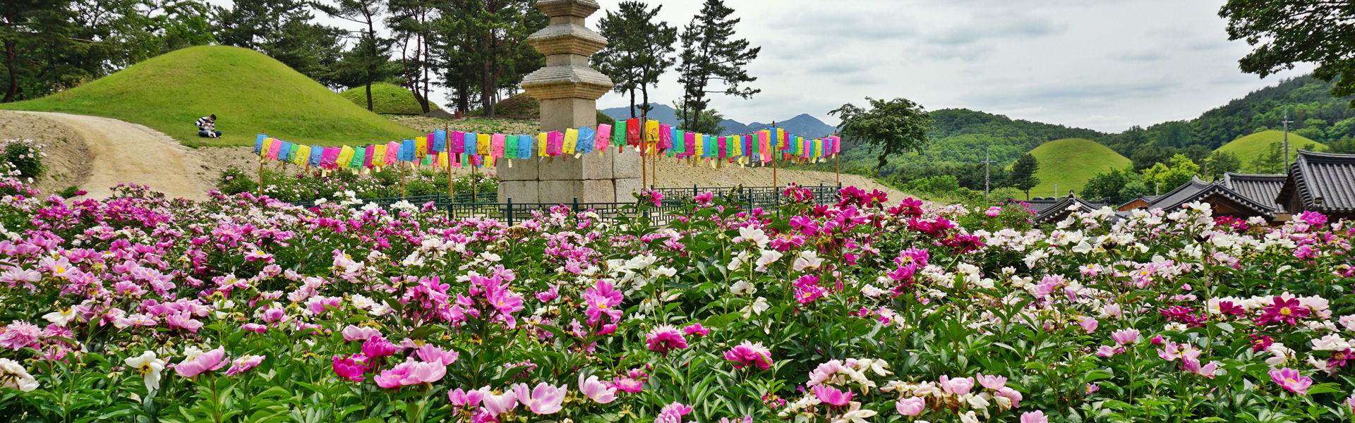 경주 서악동 삼층석탑 작약꽃단지 (2020년 5월 22일 촬영) 