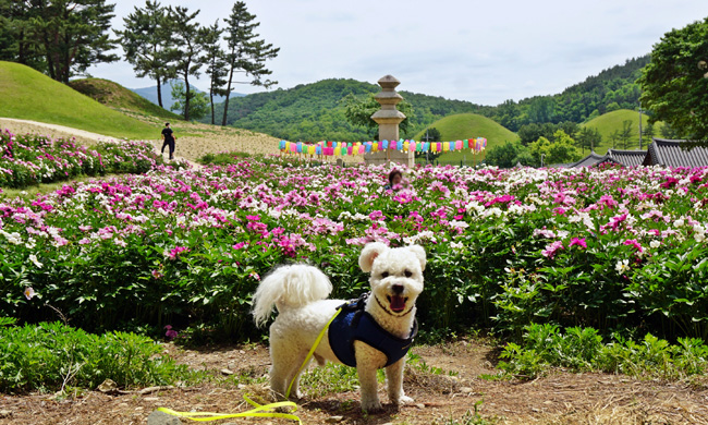 작약꽃단지 앞 강아지
