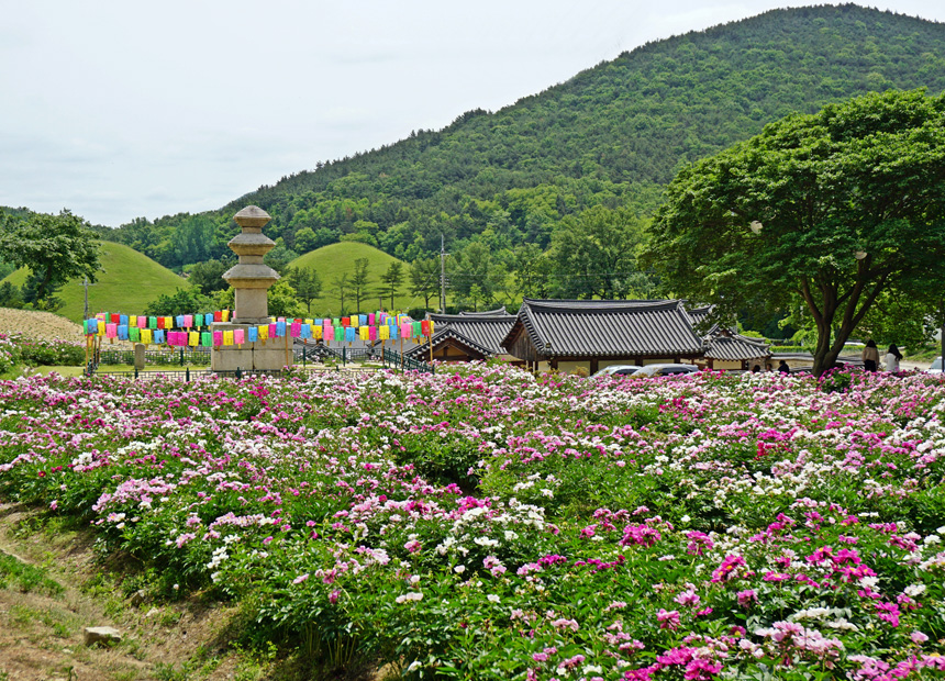 작약꽃단지 뒤로 보이는 서악동 3층 석탑