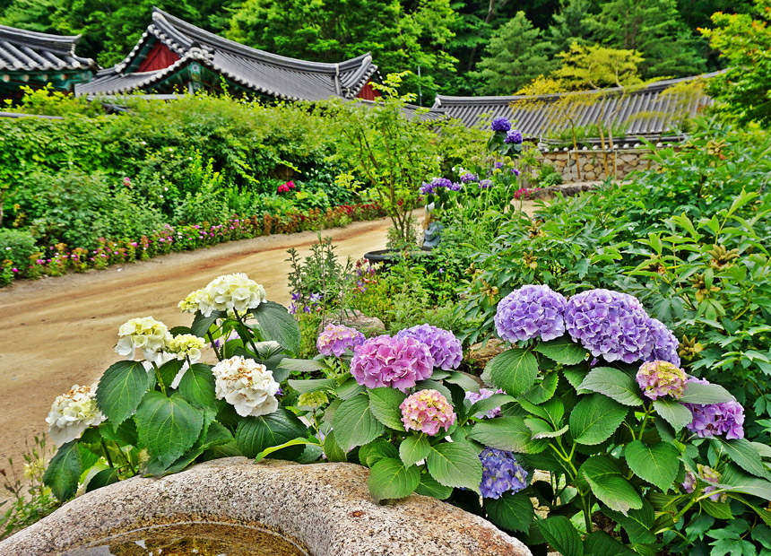 기림사에 핀 수국
