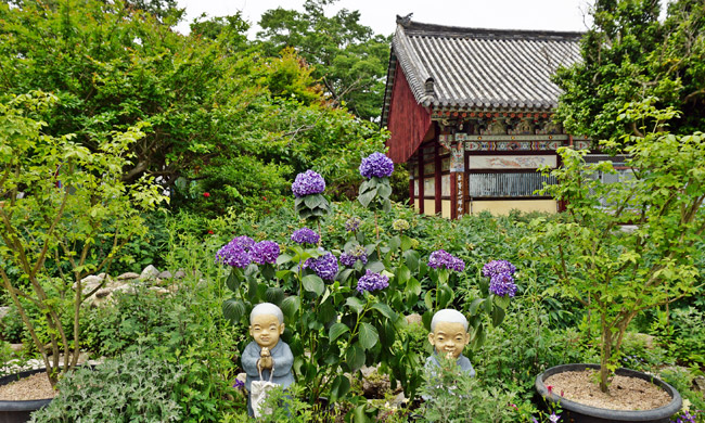 기림사에 핀 수국 