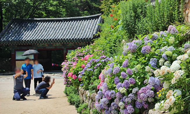 수국 사진을 찍는 사람들
