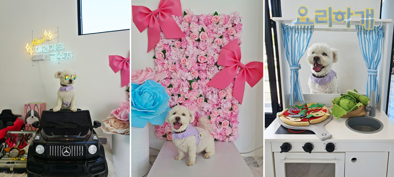 왼쪽부터 자동차위에 앉은 반려견, 꽃 배경 앞 반려견, 주방 배경 뒤 반려견