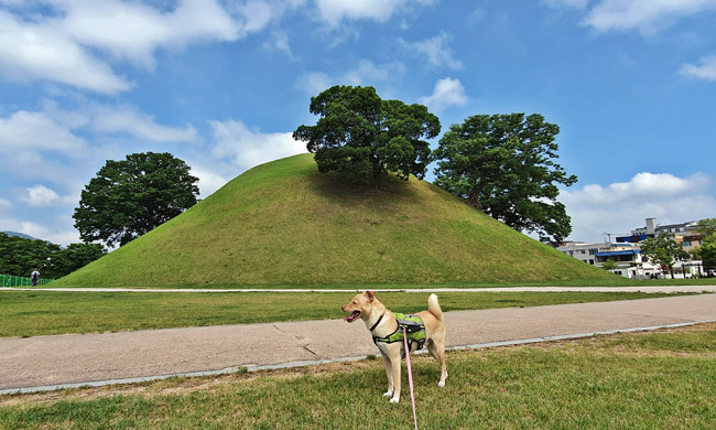 대릉원 전경과 반려견