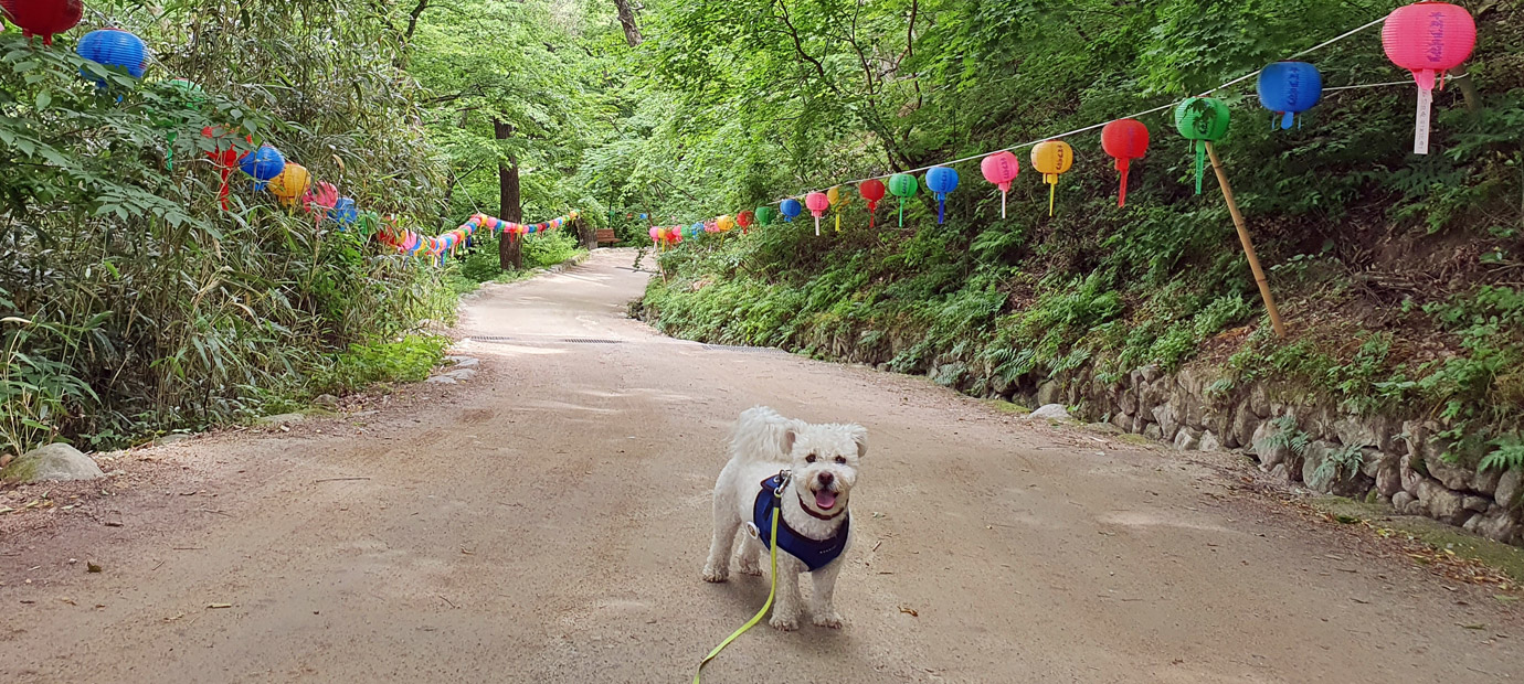 기림사 산책로 위 반려견