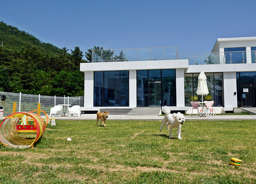 퍼스 펫 파크 마당에서 노는 반려견들