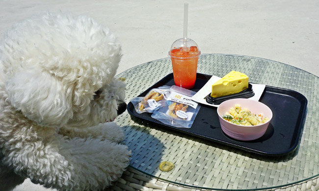 반려견 간식과 음료, 케이크가 올려진 테이블