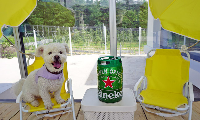 퍼스 펫 파크 내부 반려견이 앉아있는 모습