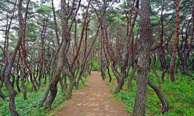 경덕왕릉 산책로