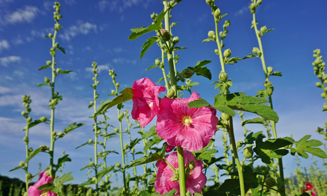 첨성대 접시꽃 단지 2