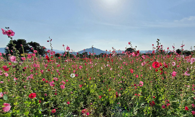 첨성대 접시꽃 단지 3