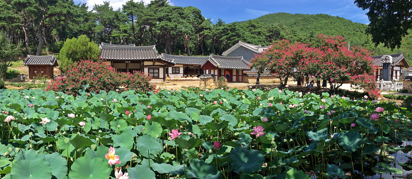 연꽃 피어난 종오정 일원