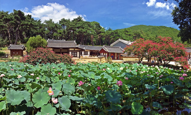 연꽃 피어난 종오정 일원