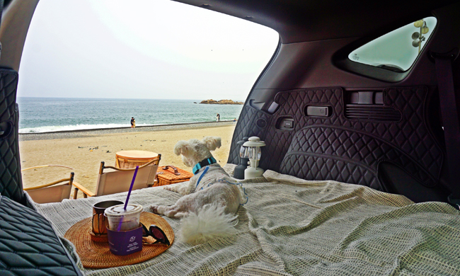 대왕암해변 앞 주차장 반려견과 함께 차크닉