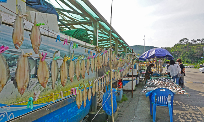 감포항 참가자미 말리는 풍경