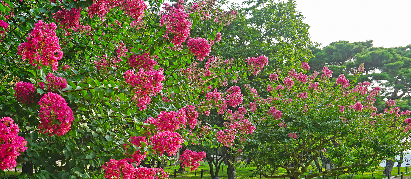 경주 맨발걷기길_경주 계림 산책로