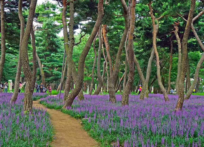 경주 맨발걷기길_황성공원 산책로