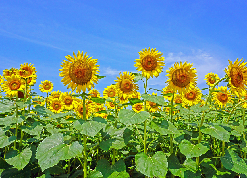 경주 여름 포토존_남천 수변 꽃단지 해바라기