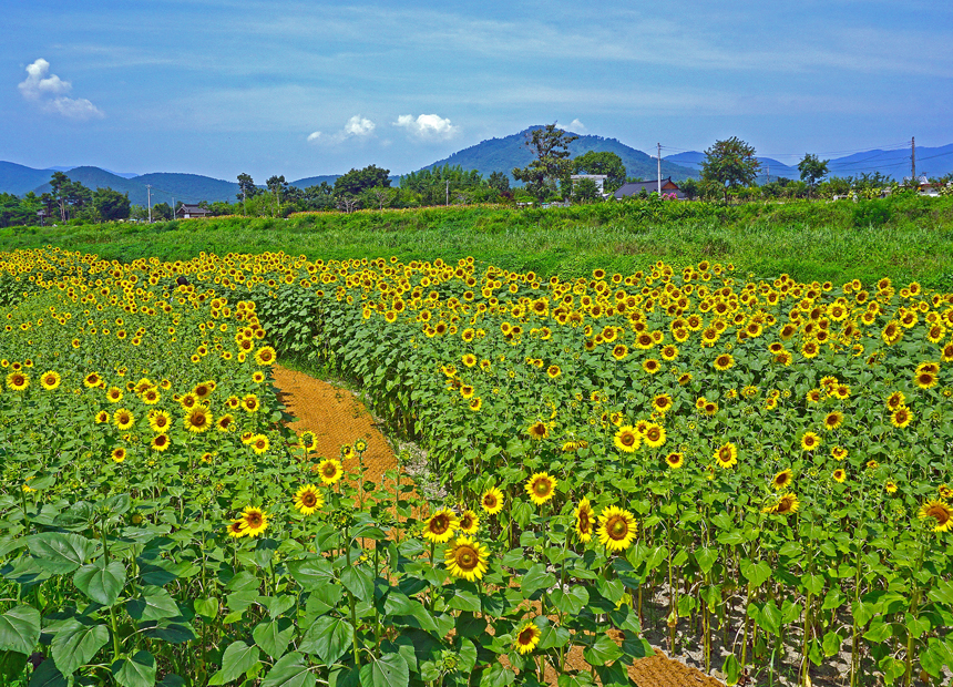 경주 여름 포토존_남천 수변 꽃단지 해바라기