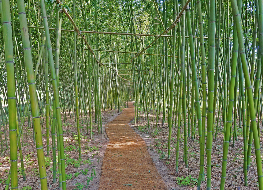 경주 오릉 산책로 
