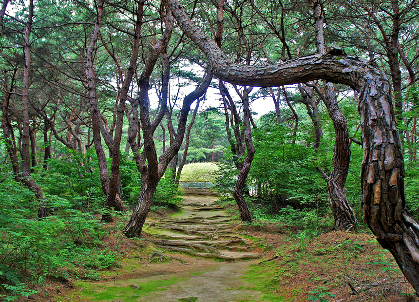 거닐기 좋은 왕릉 산책길 ‘소나무 숲이 아름다운 경주 헌강왕릉과 정강왕릉’ 