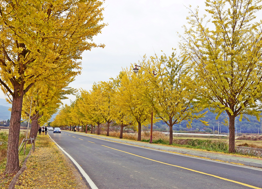 가을에 특히 아름다운 남산동 ‘통일전 은행나무길’ (2016년 자료사진) 