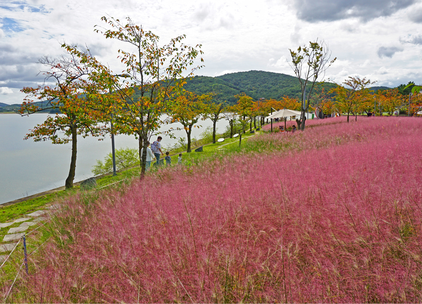 핑크뮬리가 아름다운 보문관광단지 사랑공원 피크닉