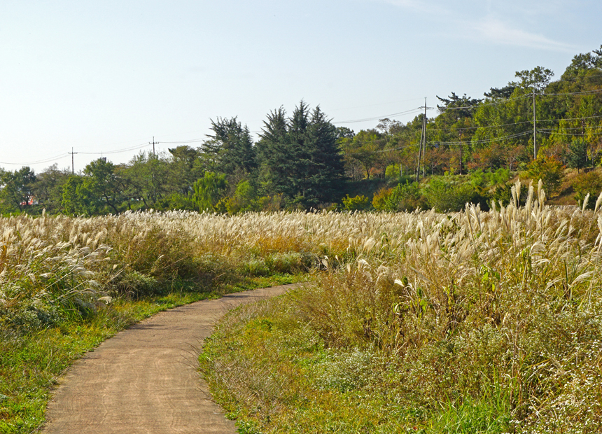 흥무공원 앞 형산강 둔치 억새 산책길