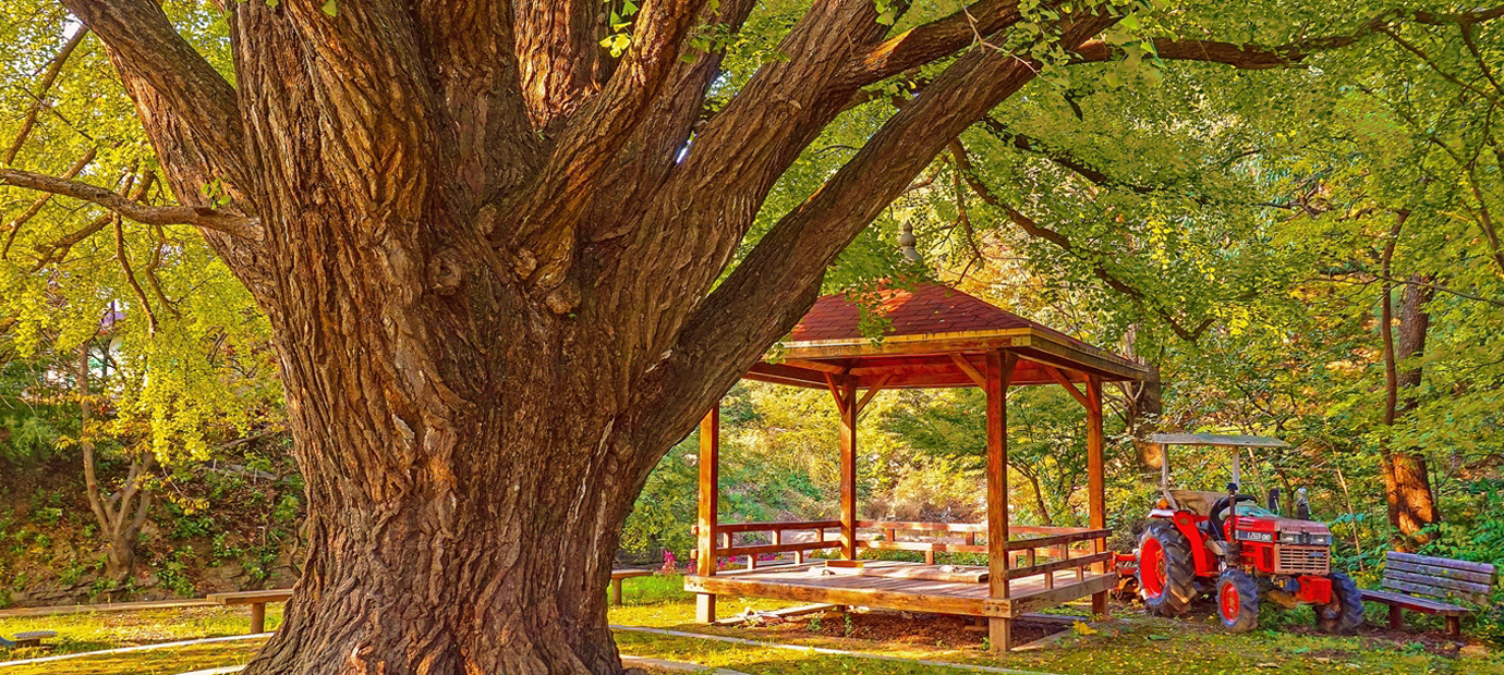 하곡리 은행나무