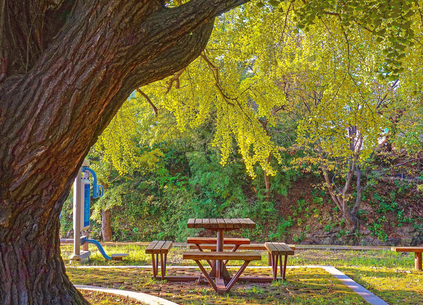 하곡리 은행나무