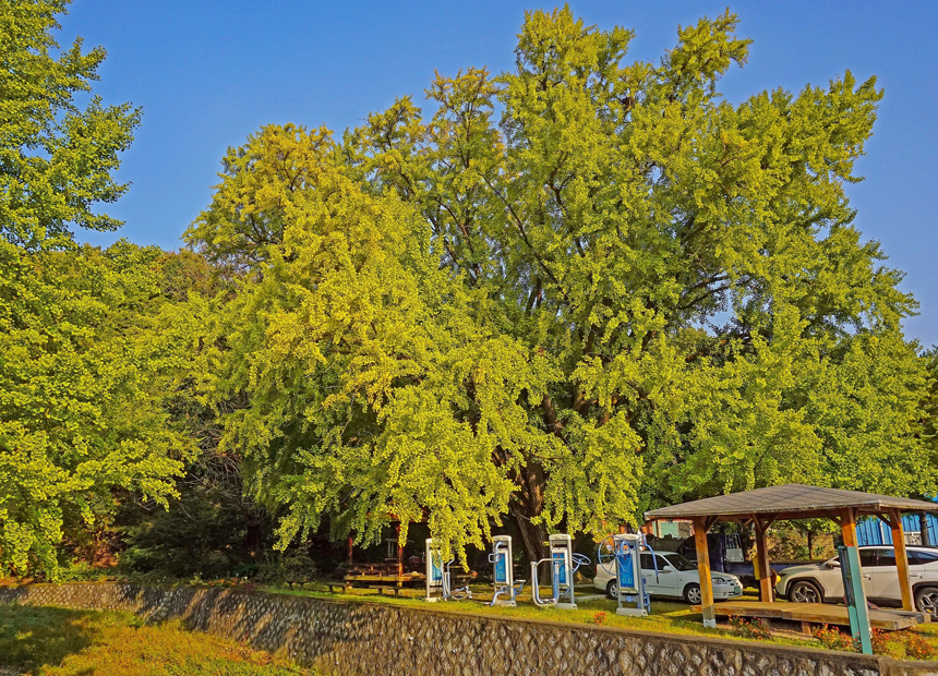 하곡리 은행나무