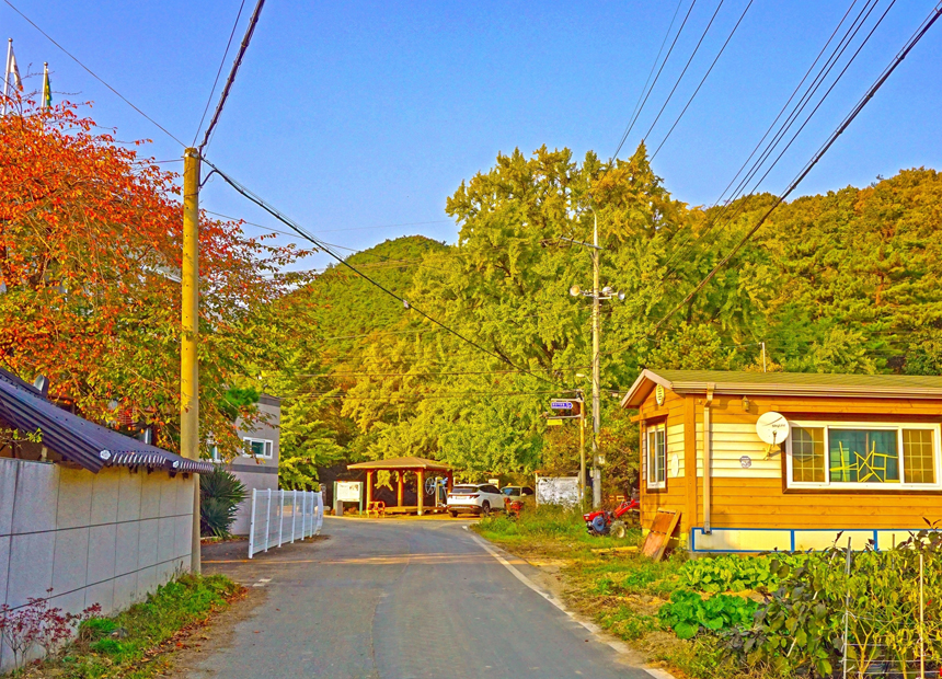 하곡리 은행나무