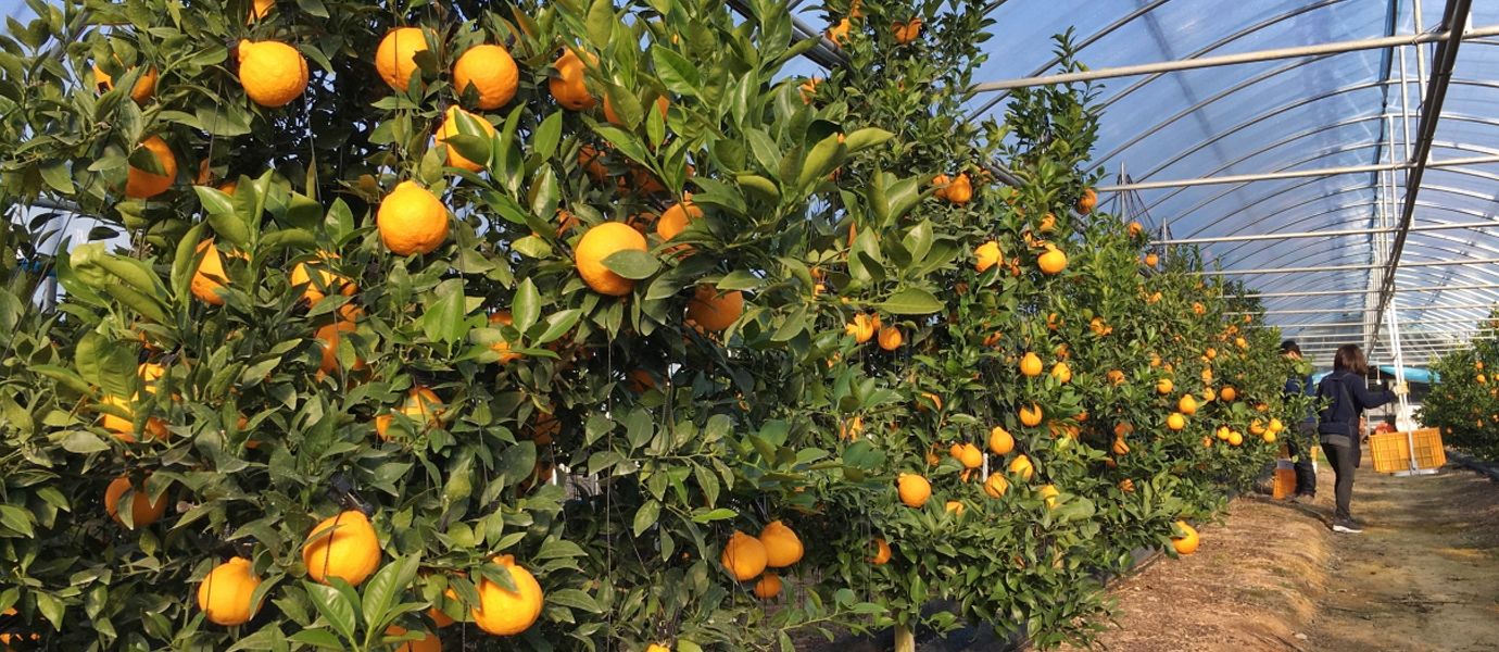 경주 1월 특산물 ‘신라봉’