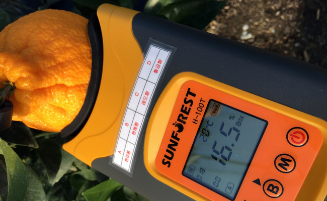 경주 1월 특산물 ‘신라봉’