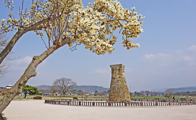 첨성대와 벚꽃 2