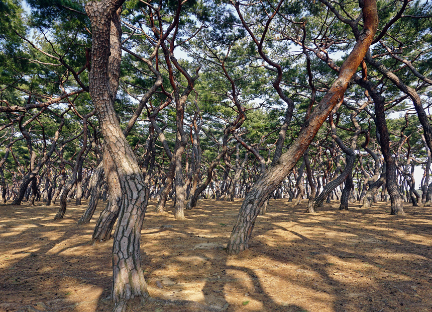 솔숲이 아름다운 흥덕왕릉
