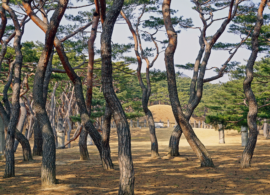 솔숲이 아름다운 흥덕왕릉