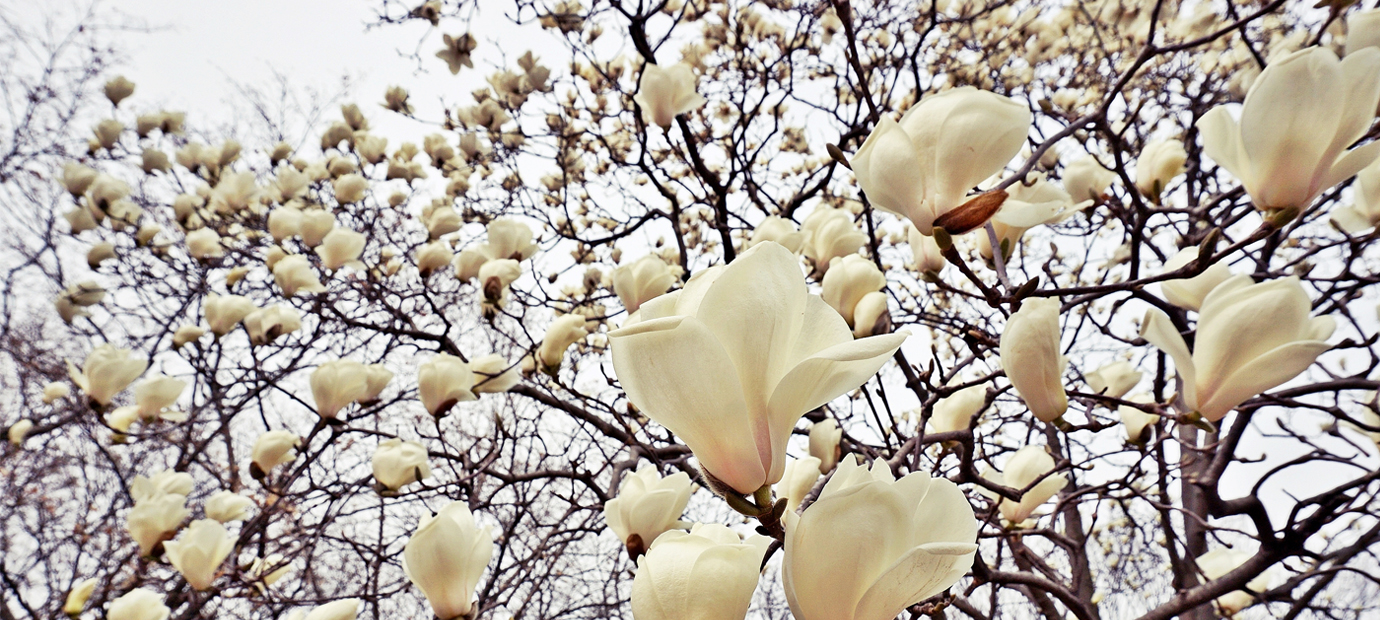 경주 대릉원의 봄