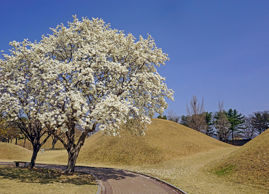 경주 대릉원의 봄