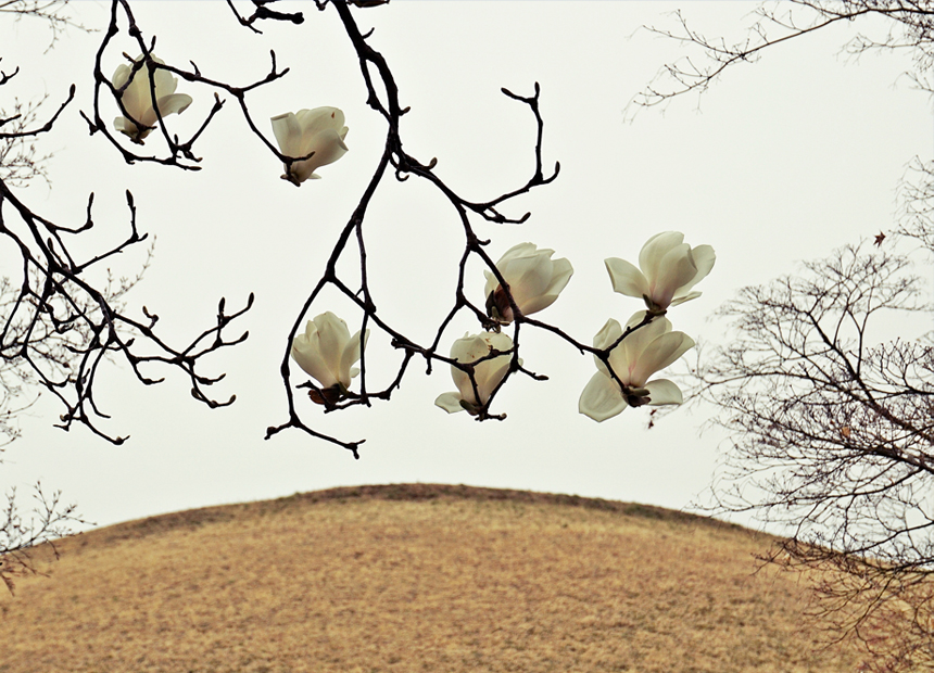 경주 대릉원의 봄
